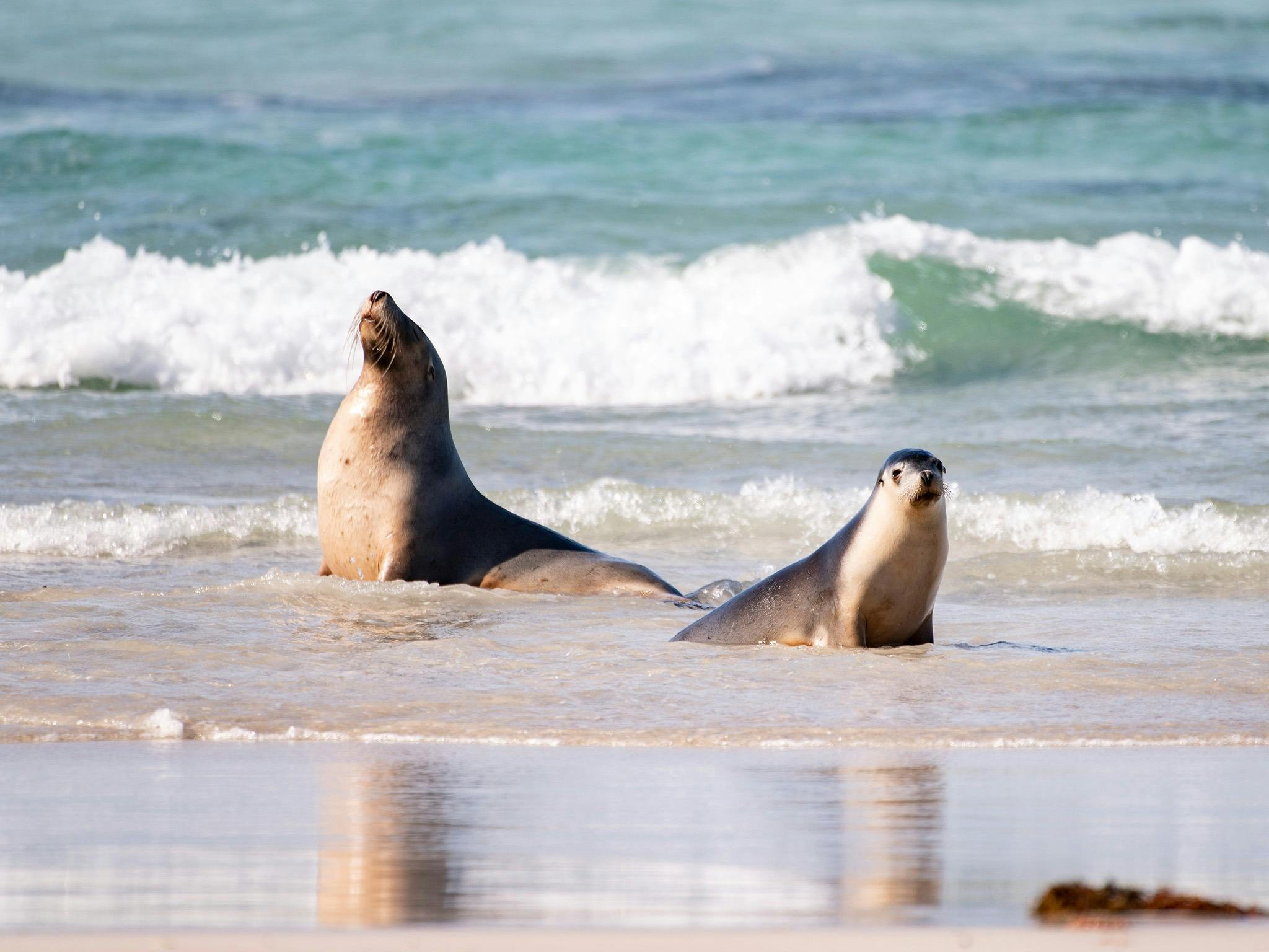 Two sea lions play in the ocean
