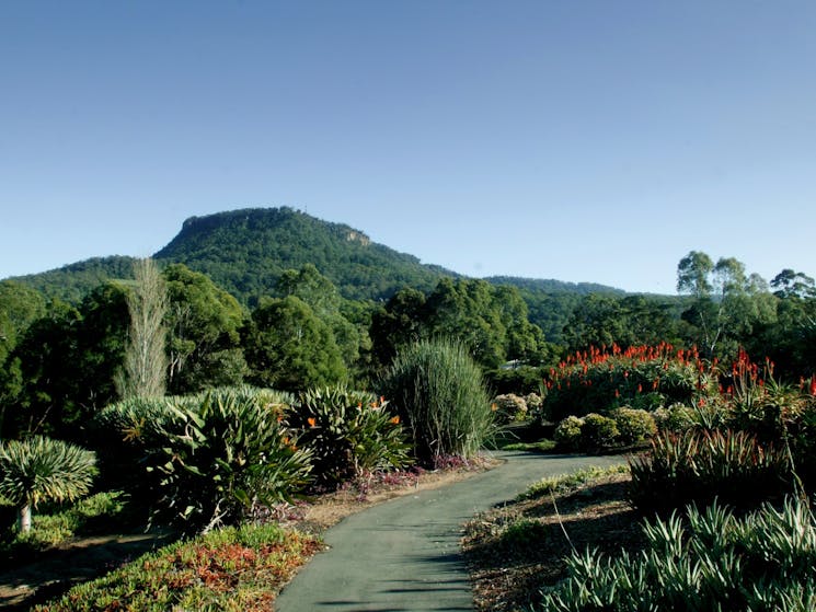 Wollongong Botanic Garden view to Mt Keira