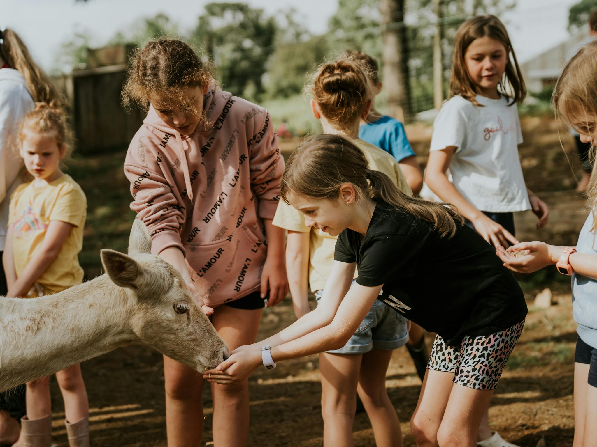 Free with your stay! Join us every day in the animal sanctuary Free with your stay! Join us every day in the animal sanctuary
