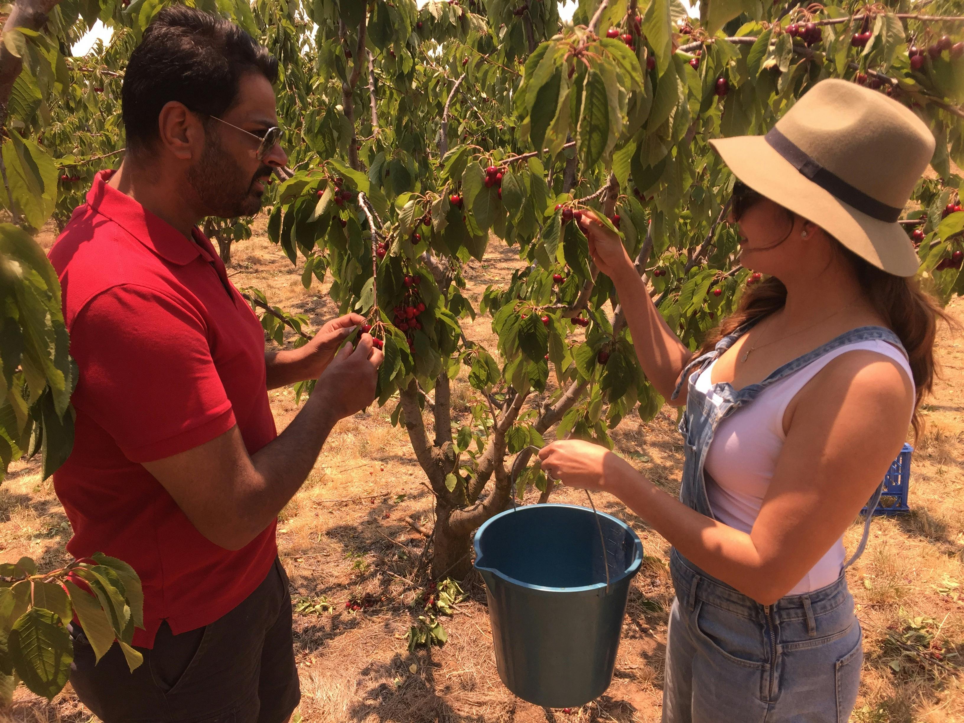 Couple picking cherries