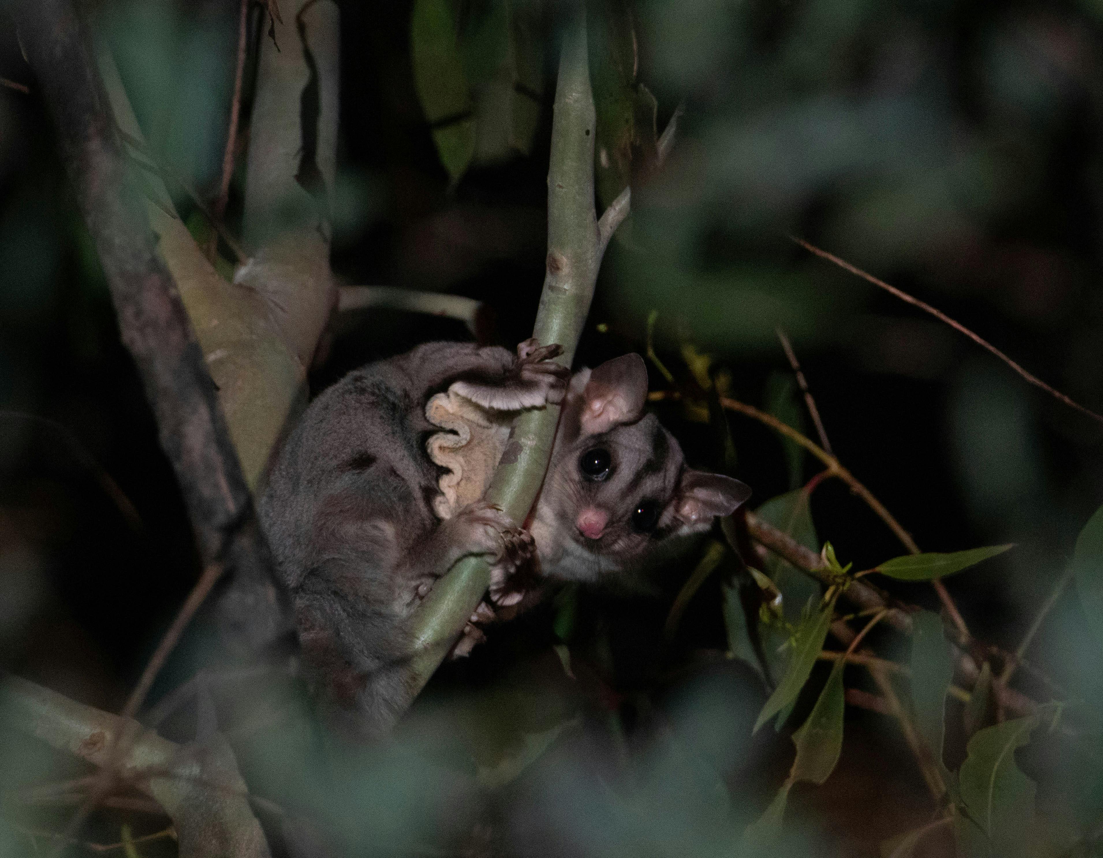 Image for Private: Wildlife Reimagined