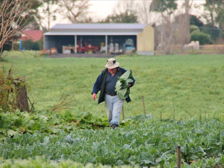 Farm fresh produce from local growers.