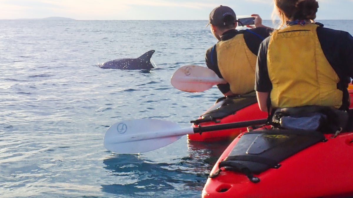Spotting dolphins form a kayak
