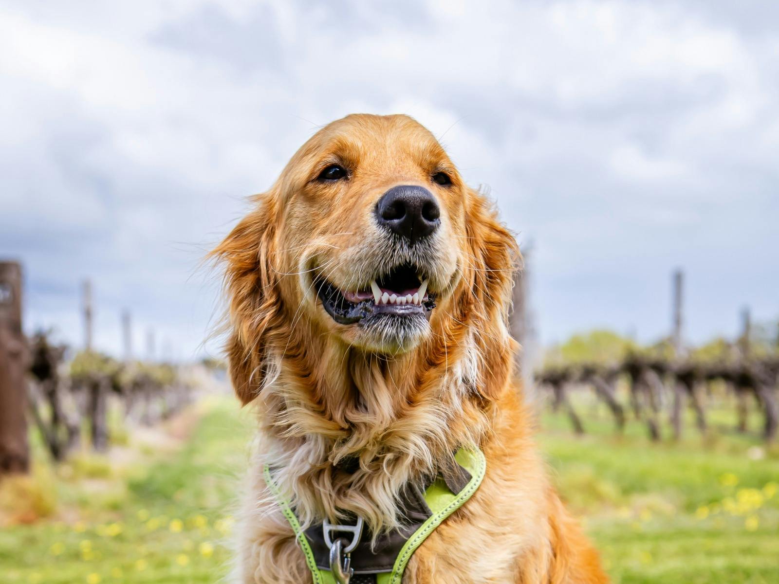 A smiling golden retriever sitting in front of vineyards at the Woof & Wine Walk 2025