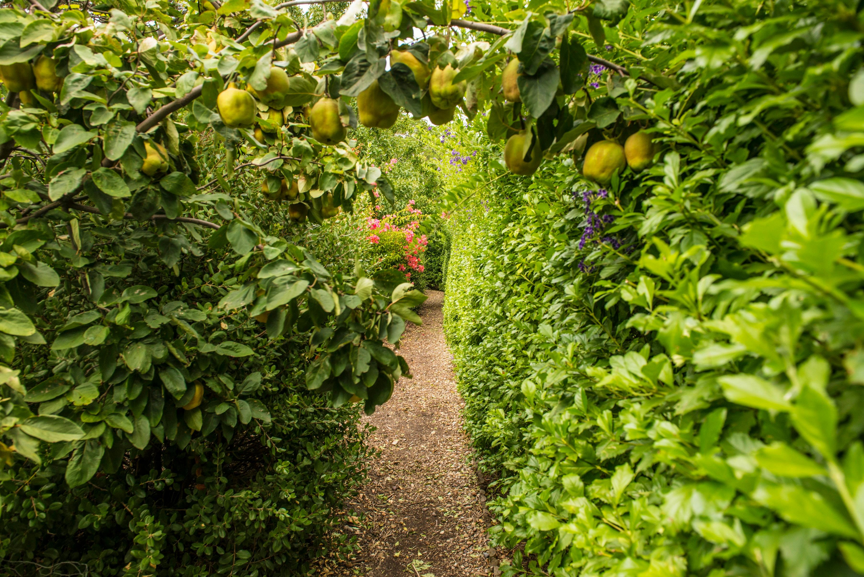 TH Garden 3