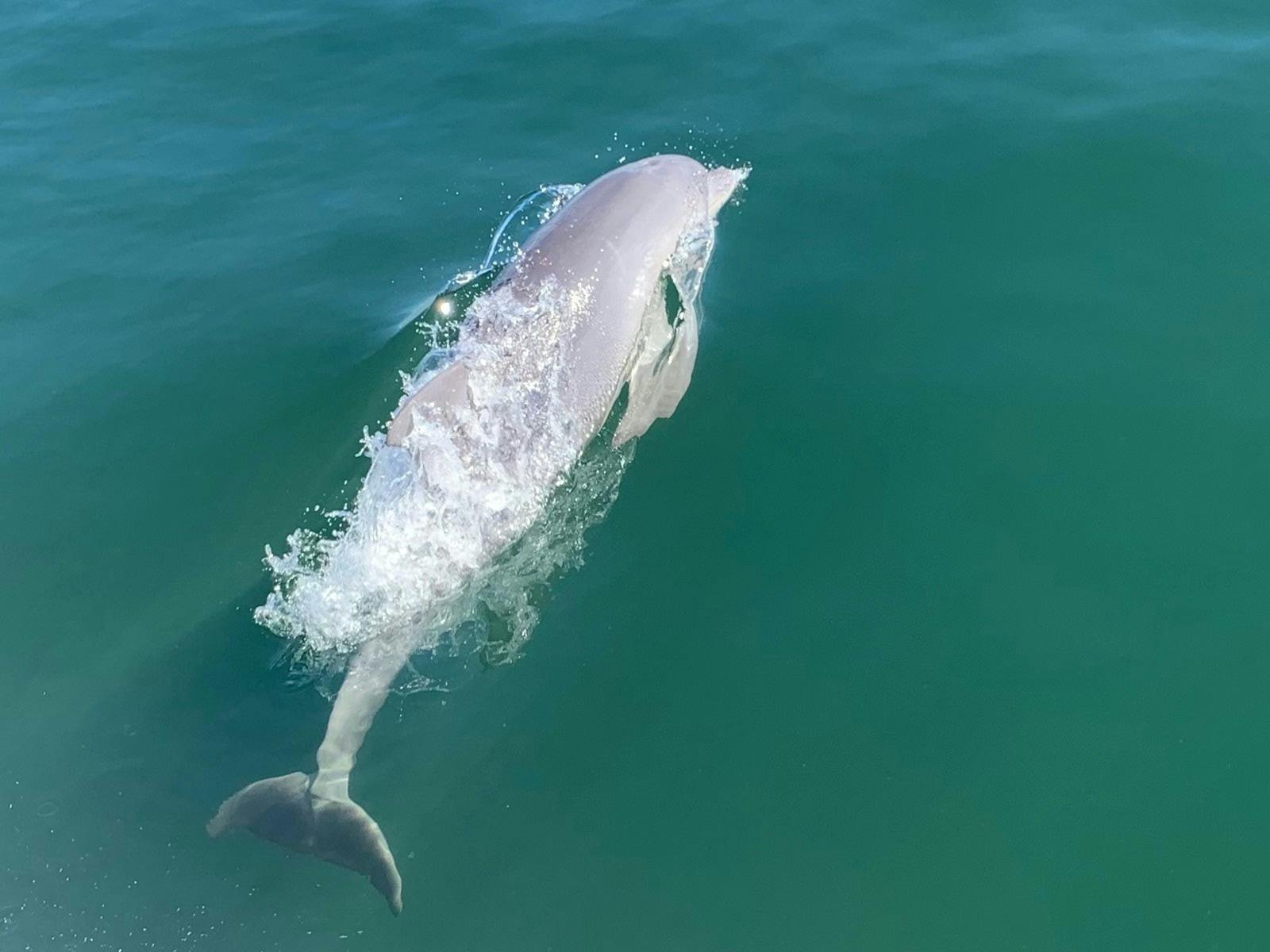 The YKNOT Catamaran is perfect for spotting dolphins