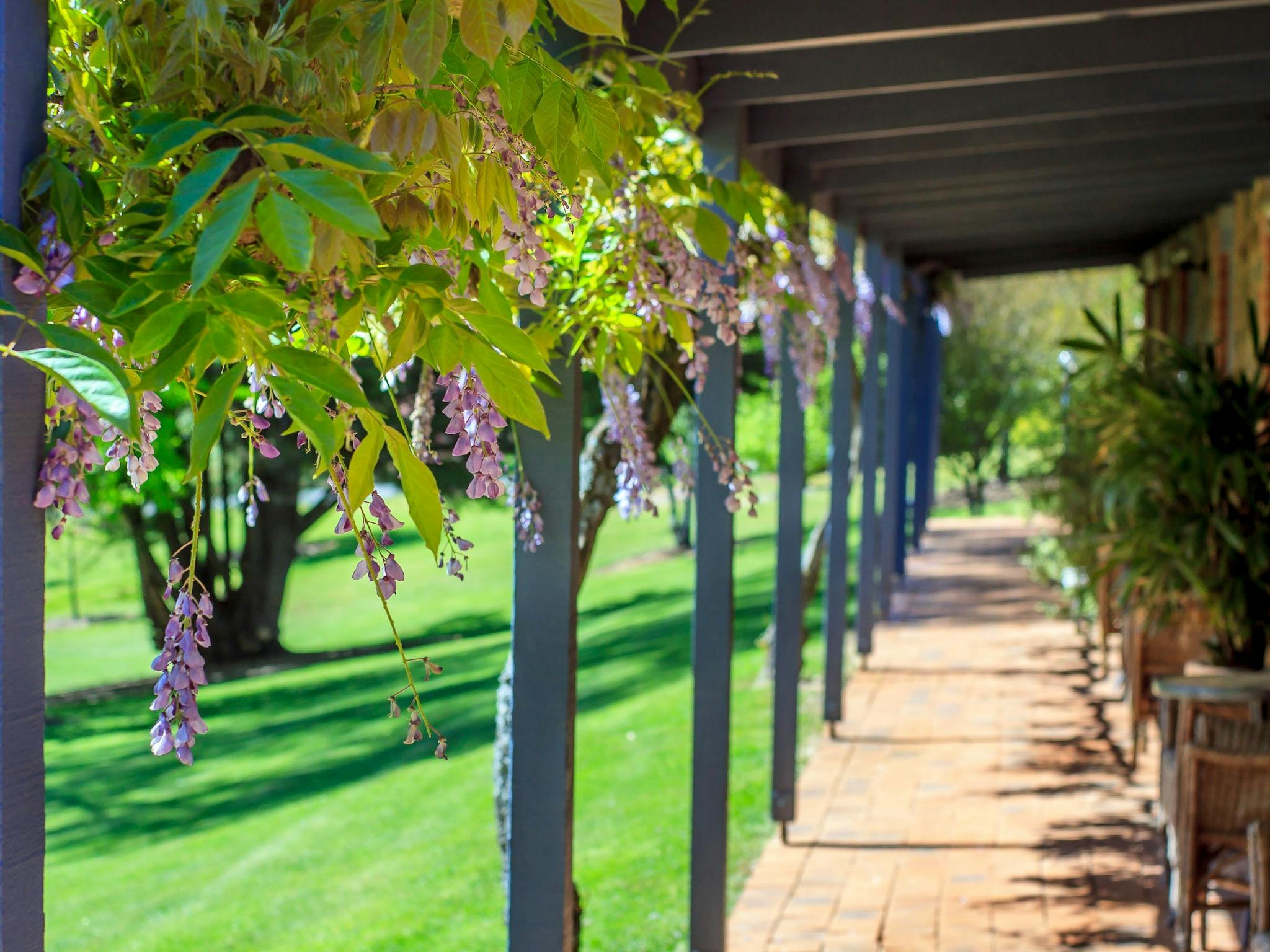 Wisteria in flower