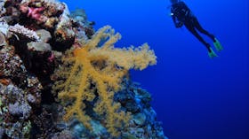 Holmes Reef Dive Site
