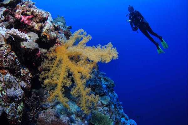 Holmes Reef Dive Site