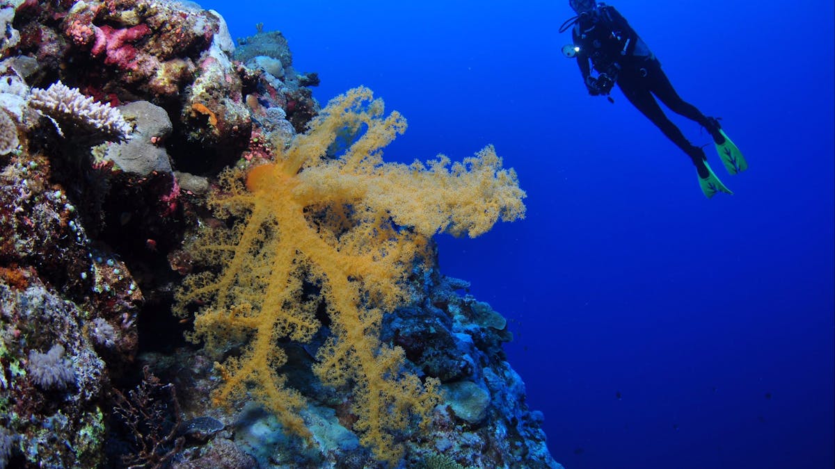 Holmes Reef Dive Site