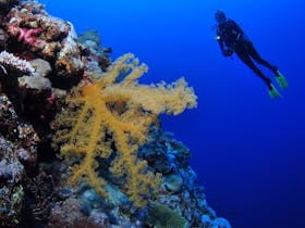 Holmes Reef Dive Site