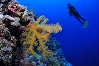 Holmes Reef Dive Site