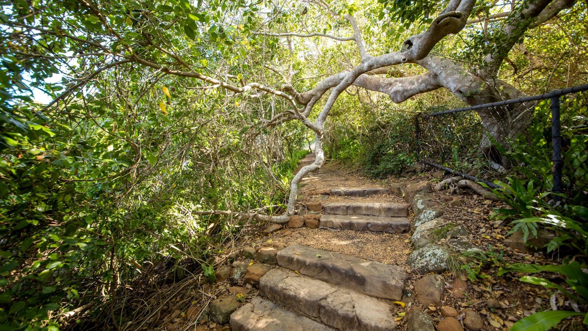 Turtle Lookout Track