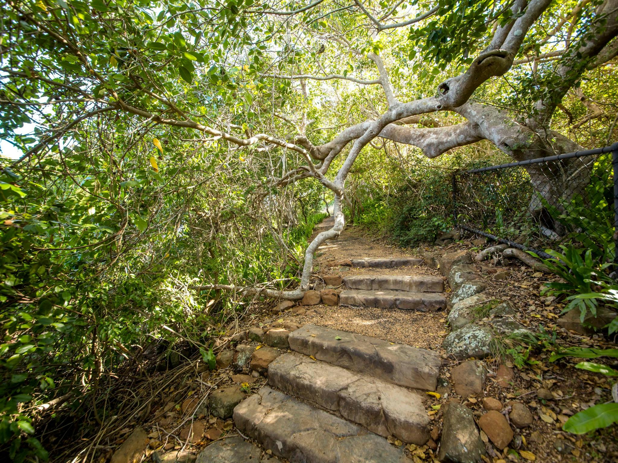Turtle Lookout Track