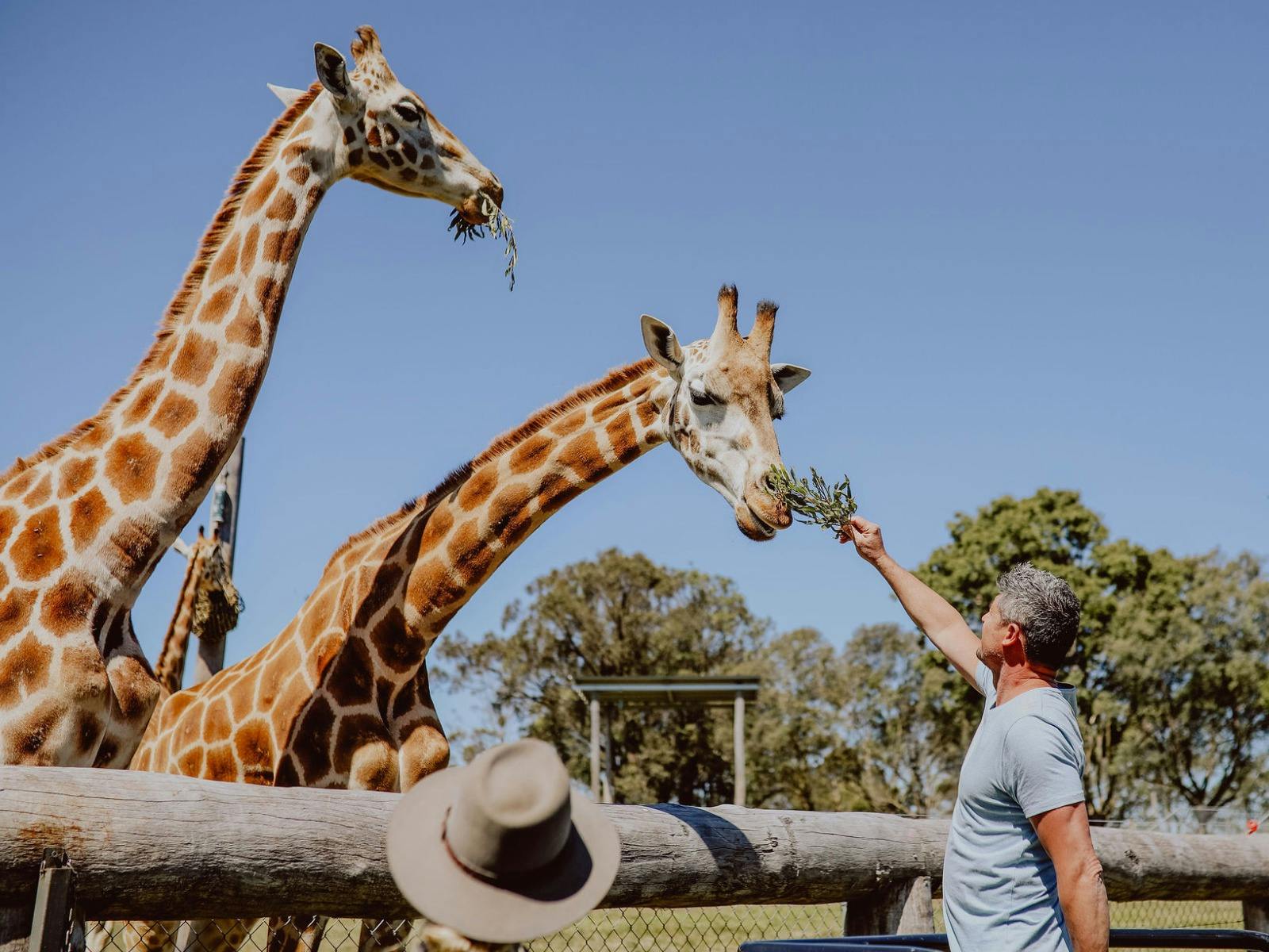 Giraffe Feeding on Father's Day