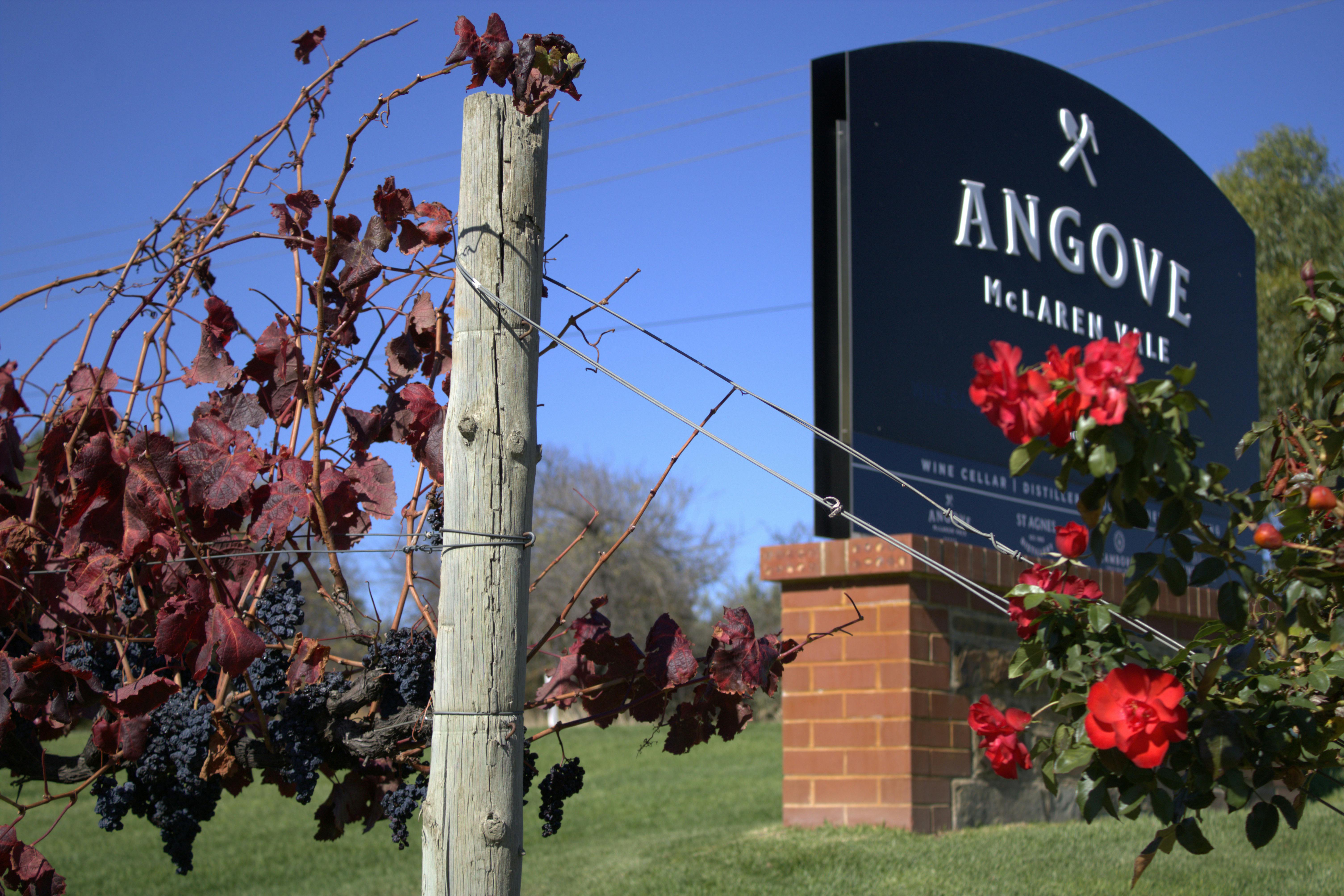 The view of Angoves Wines in McLaren Vale
