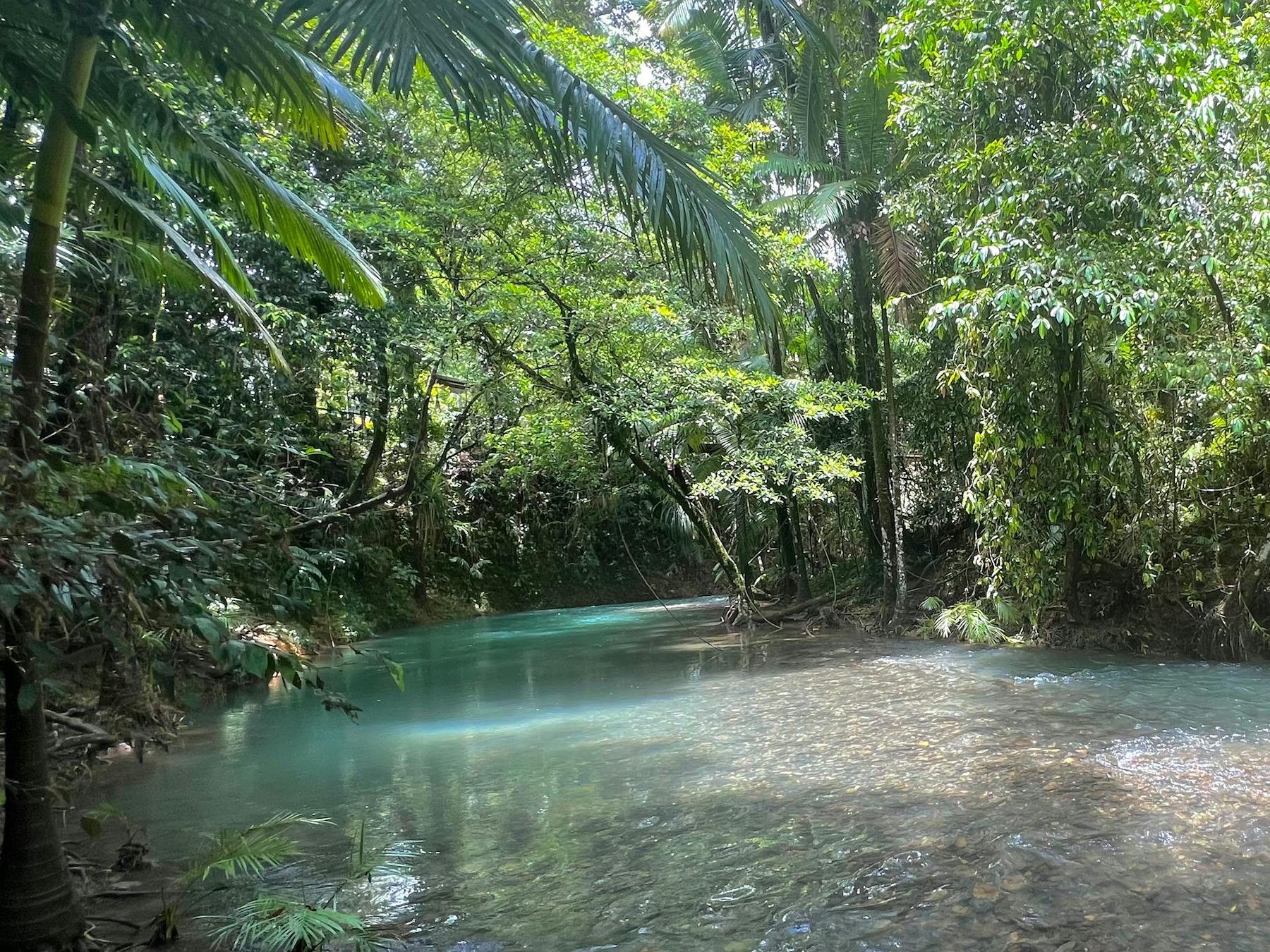 Enjoy a refreshing swim in a pristine Rainforest Creek