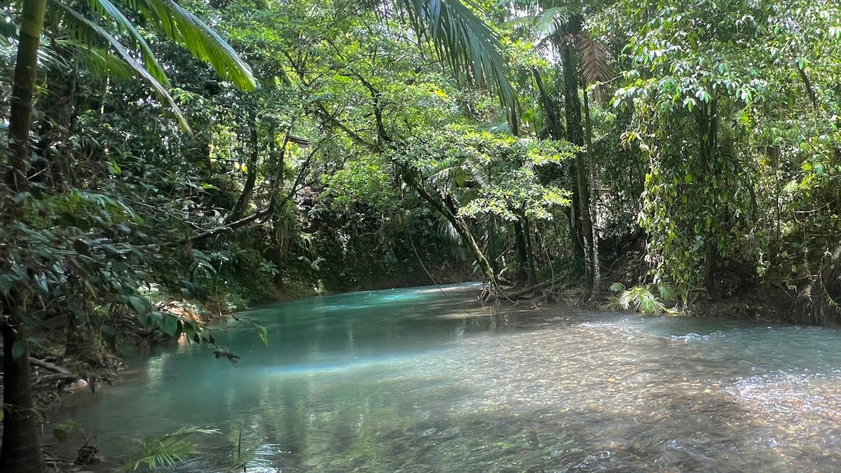 Enjoy a refreshing swim in a pristine Rainforest Creek