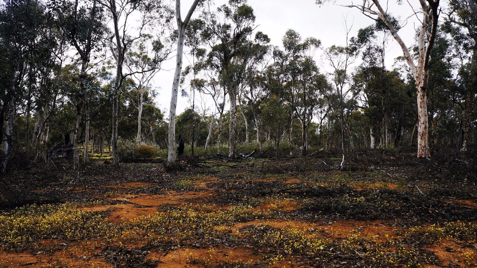 Dryandra Woodland National Park