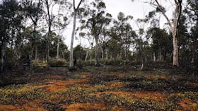 Dryandra Woodland National Park