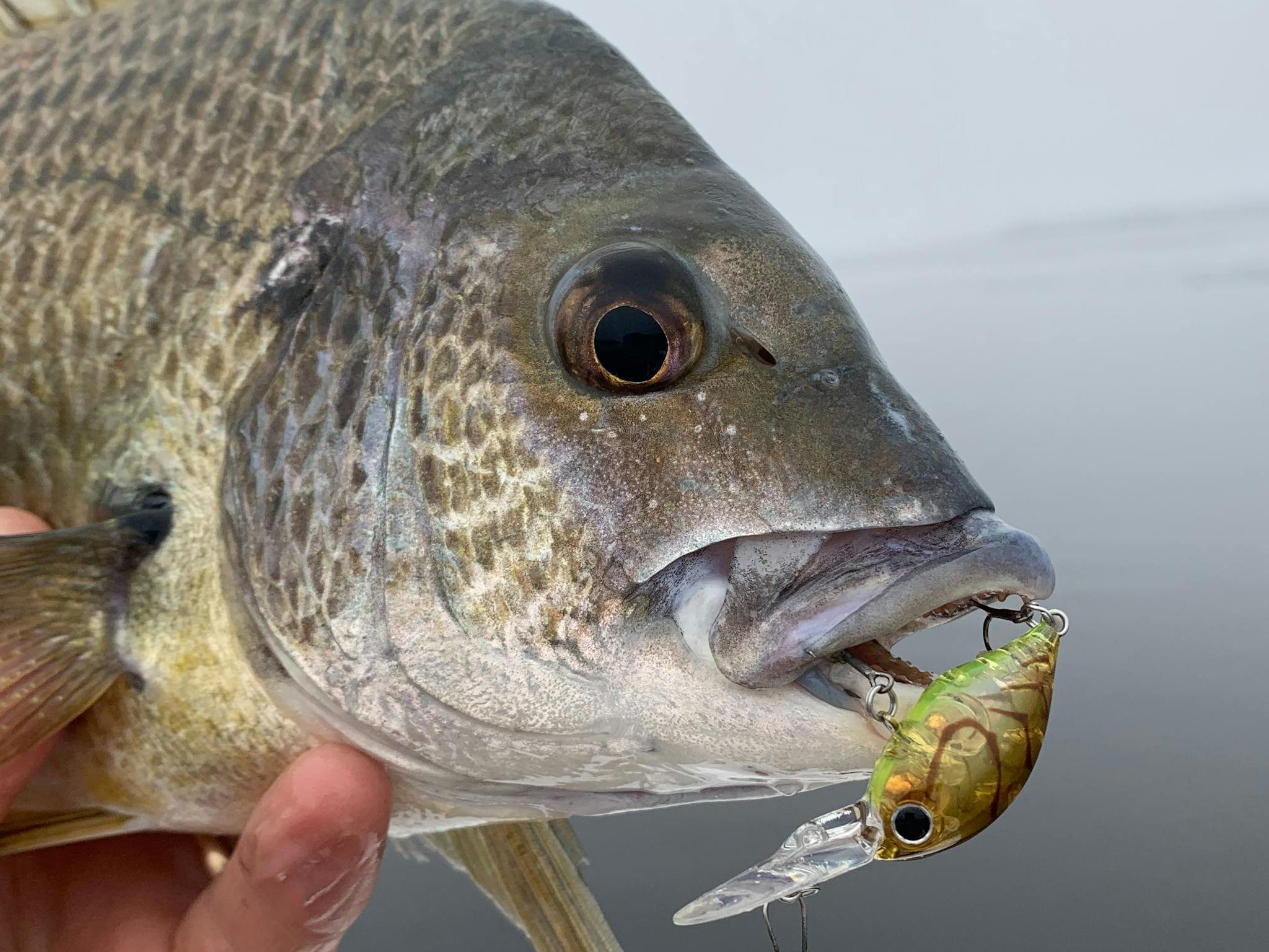 Mallacoota Bream