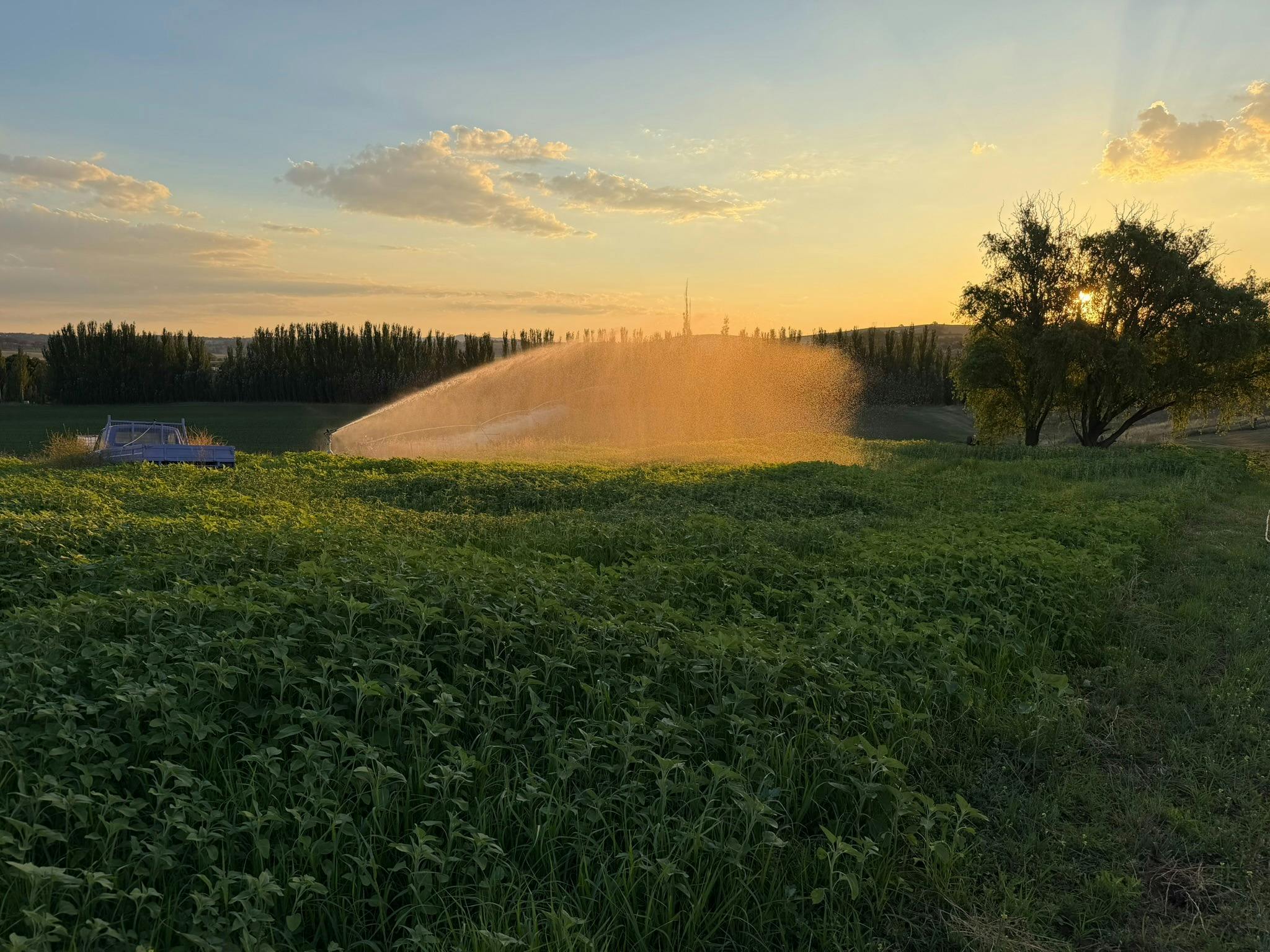 Sunflowers with water jet