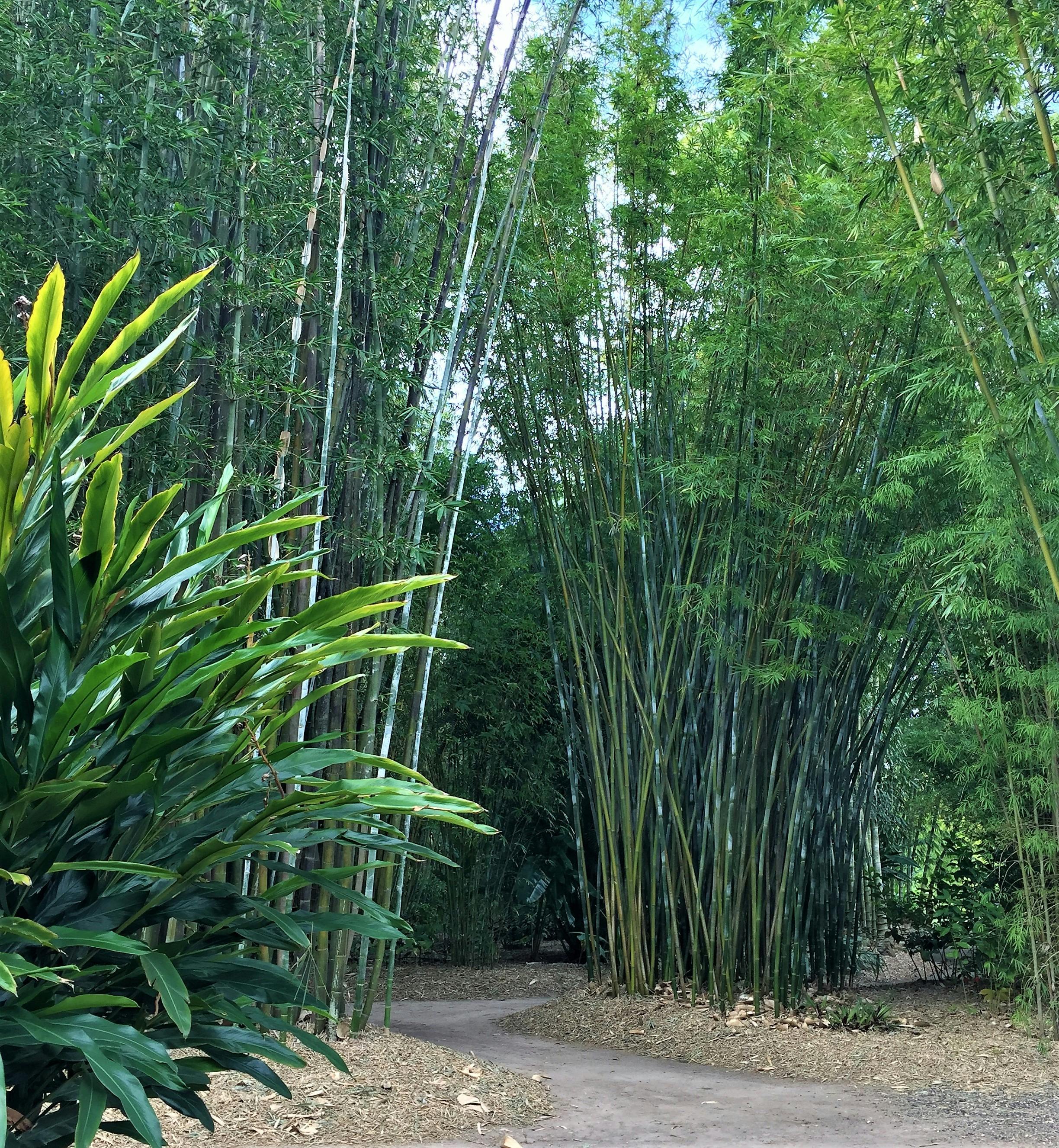 photo showing tall stands of bamboo at Bambooland Nursery