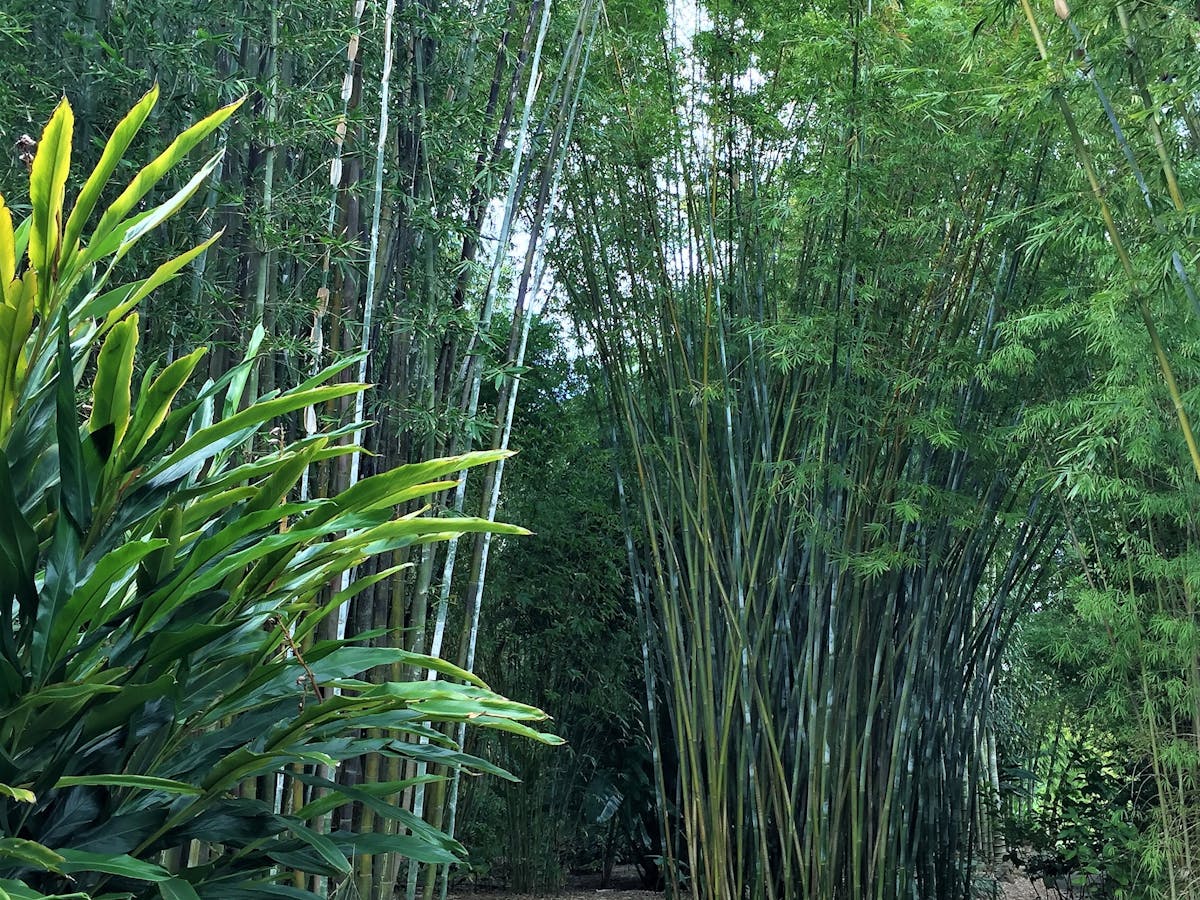 photo showing tall stands of bamboo at Bambooland Nursery