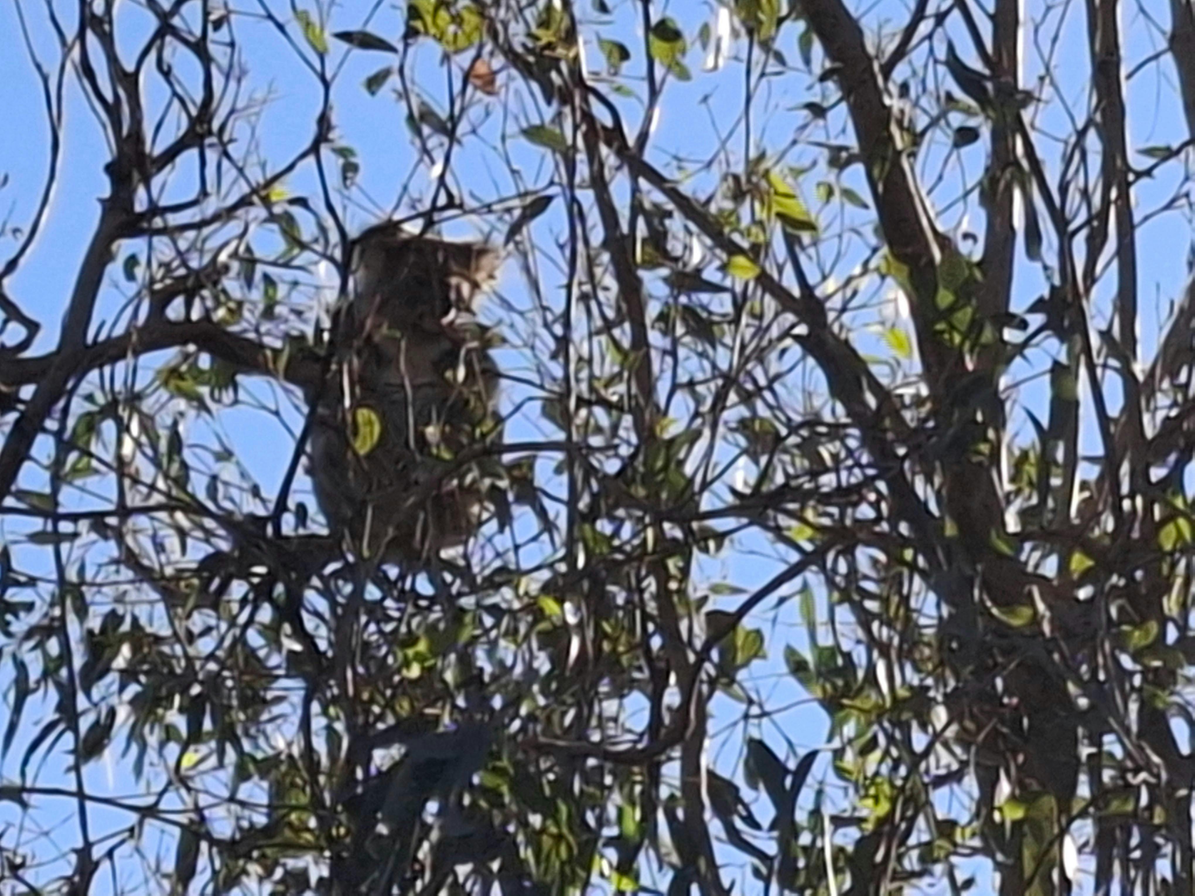 바이런 베이 근처 달우드