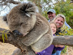 Koalas best experience