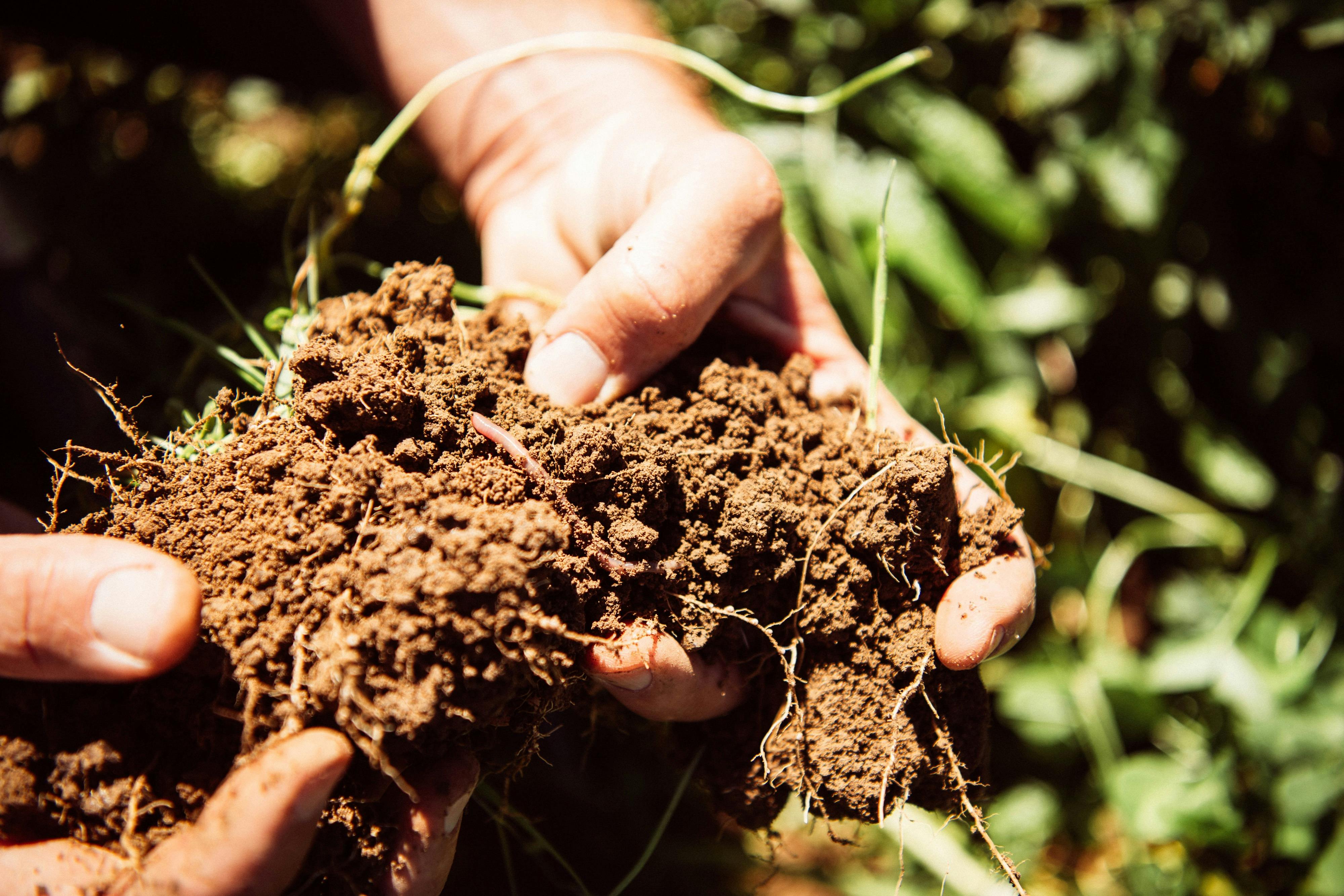 Learn how regenerative farming connects healthy soil to healthy food.
