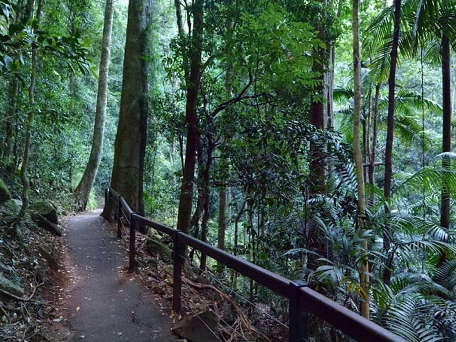 Gold Coast Hinterland Explorer Day Pass