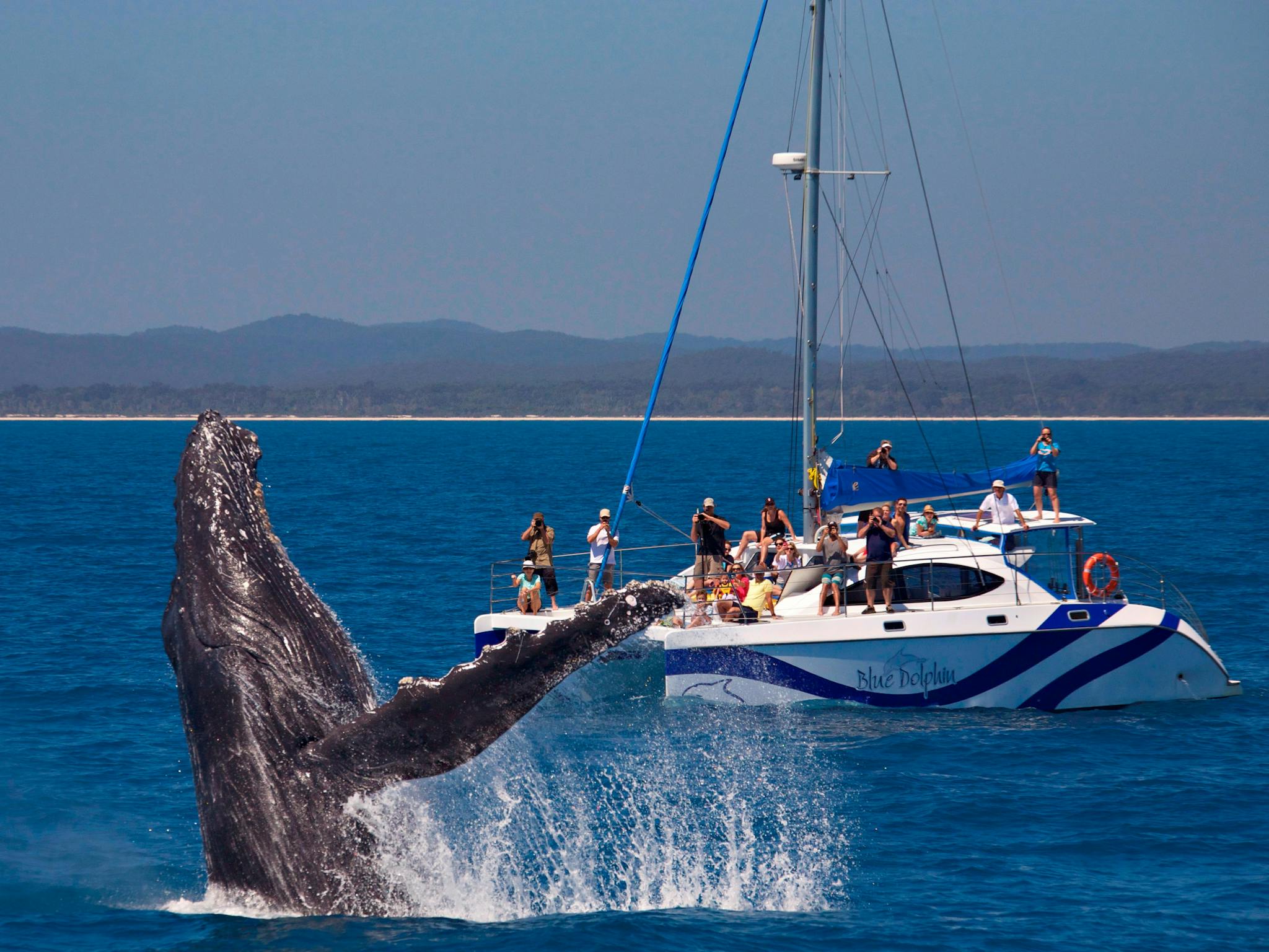 whale encounter whale encounter