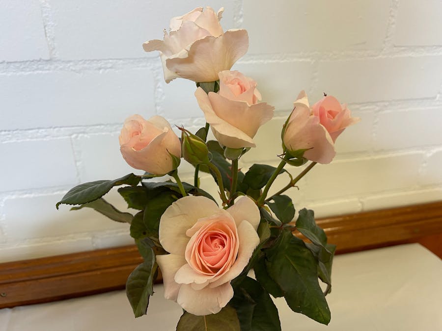 5 Pink Roses