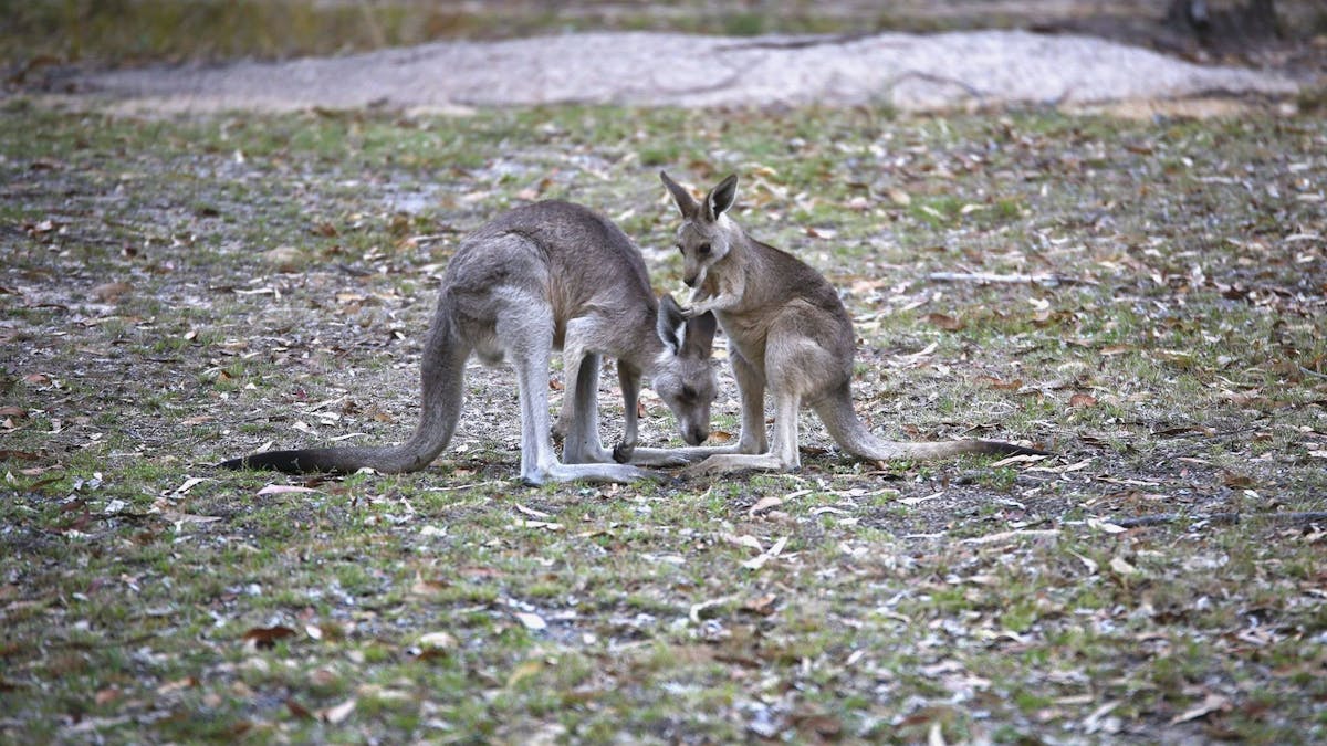 Eastern grey kangaroos graze in open areas around Castle Rock camping area.