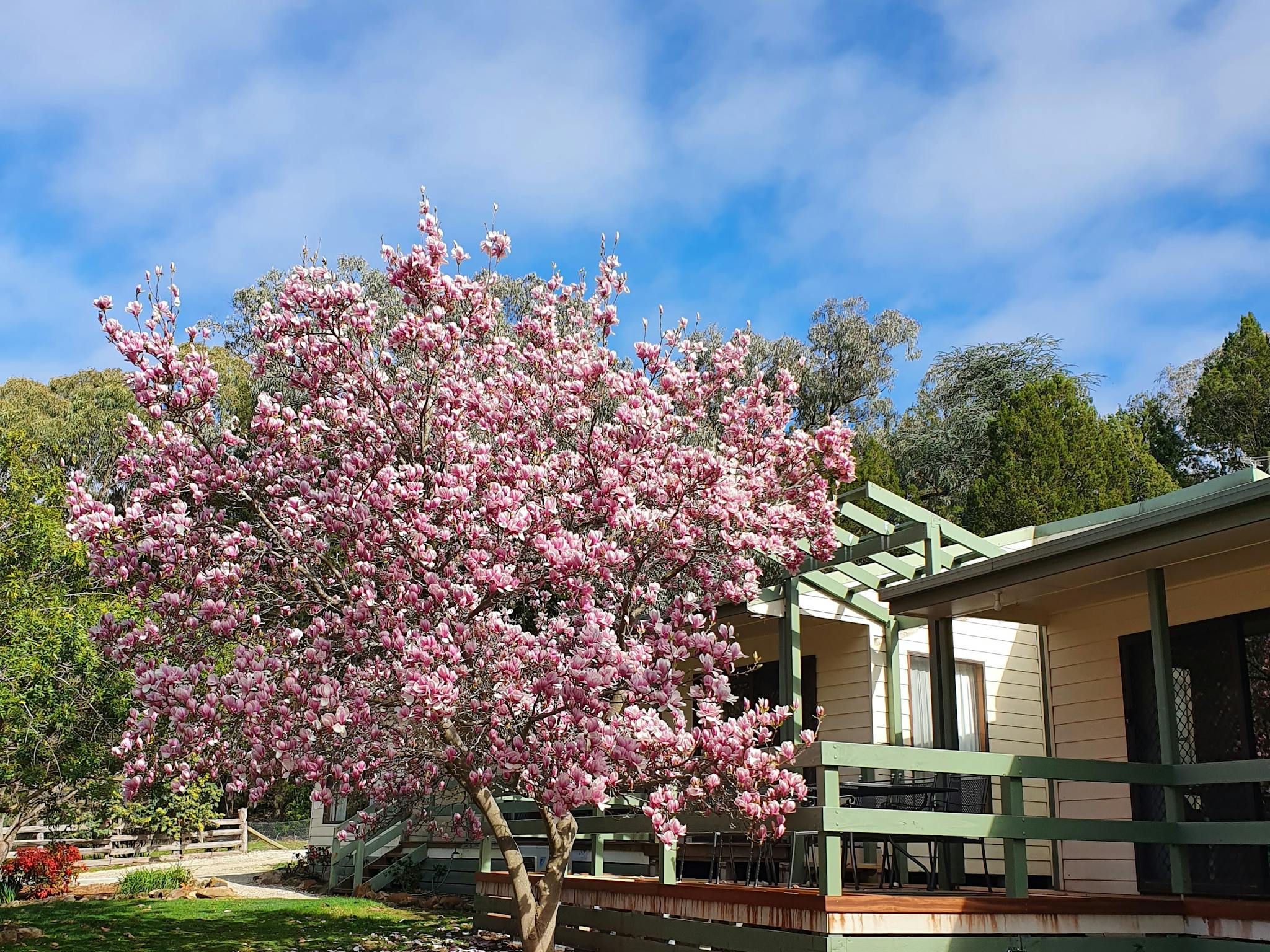 Front of apartments with magnolia tree
