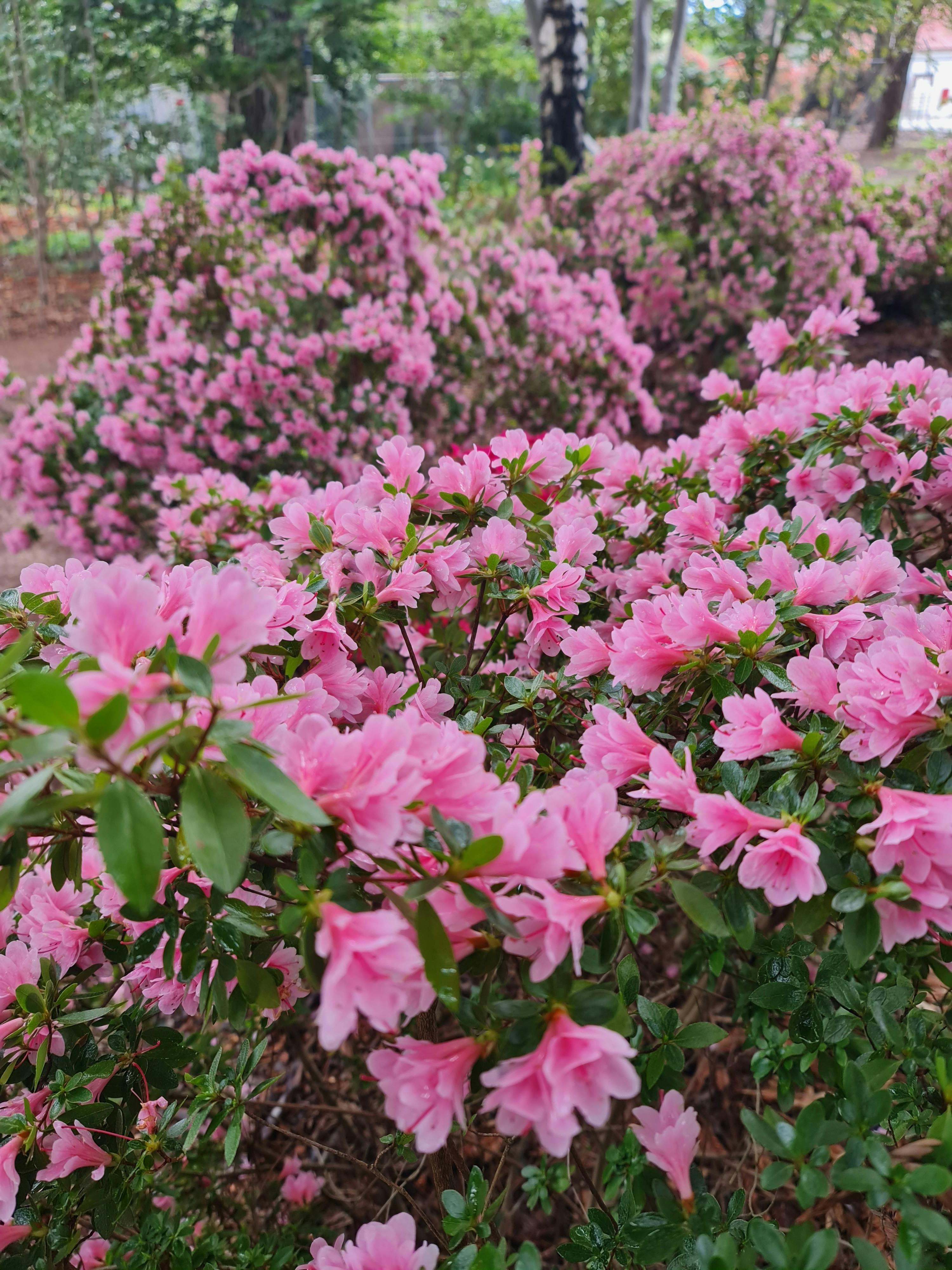 Kurume Azaleas seen on tours of Weston Park
