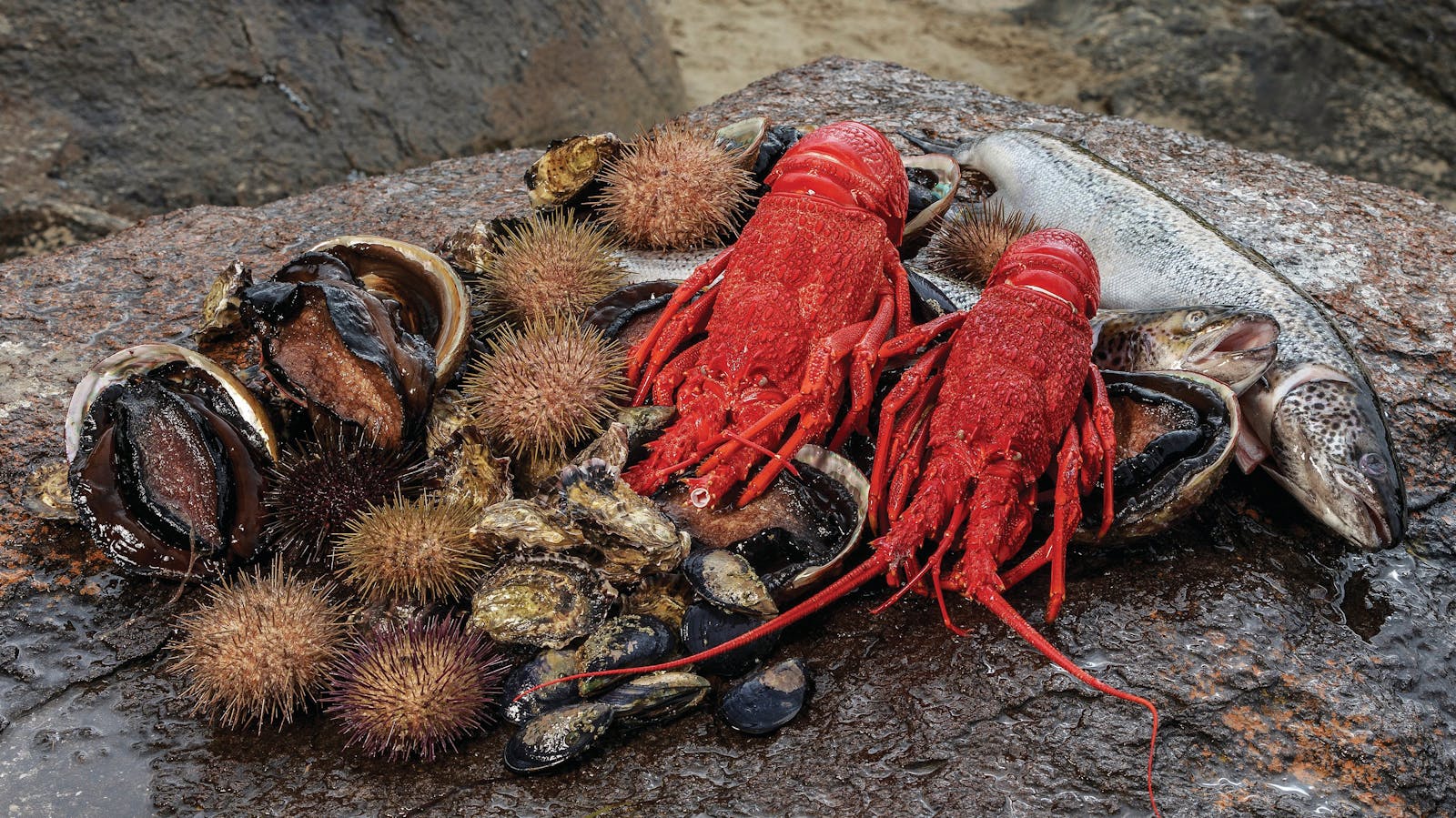 Pennicott Wilderness Journeys - Tasmanian Seafood Seduction