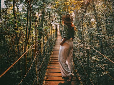 The iconic Tree Top Walk at O'Reilly's Rainforest Retreat