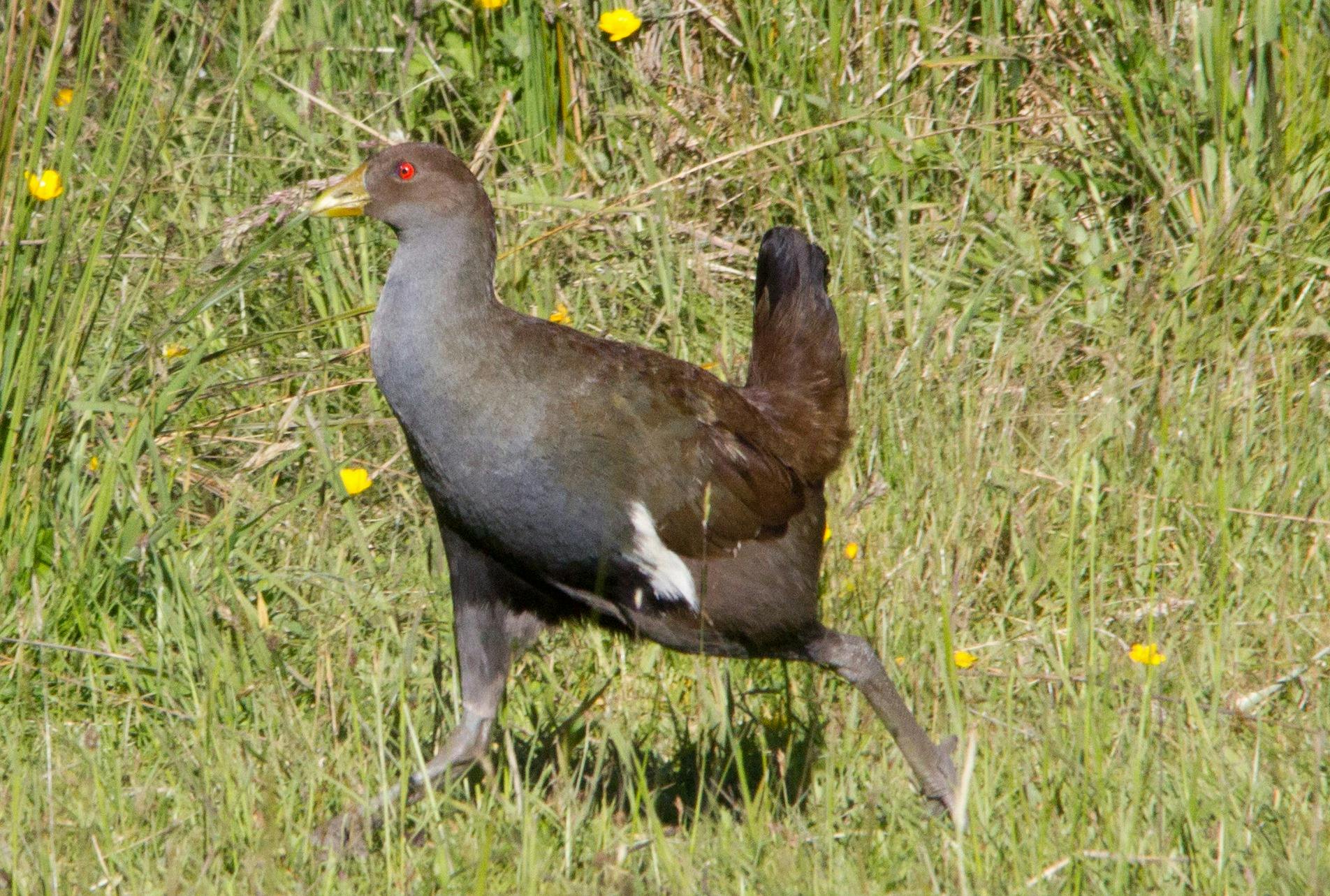 Tasmanian Native Hen - Tasmanian Endemic Bird