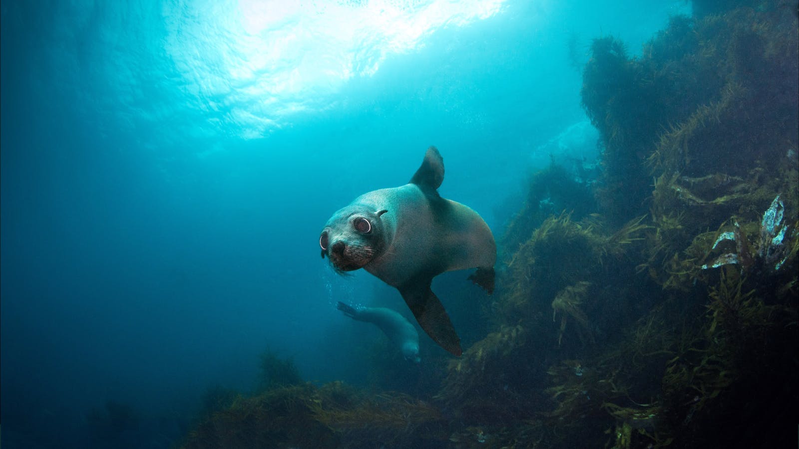 Fur Seal