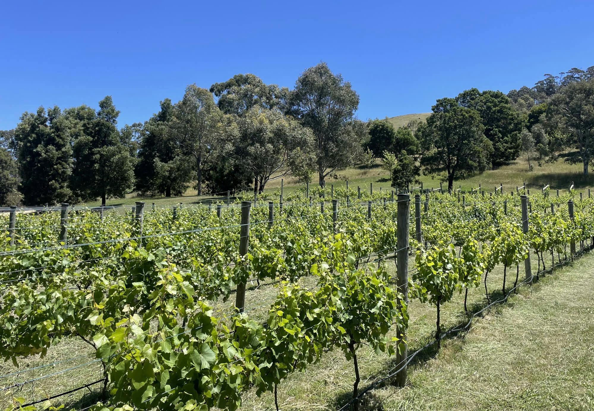 Northern Hope Winery