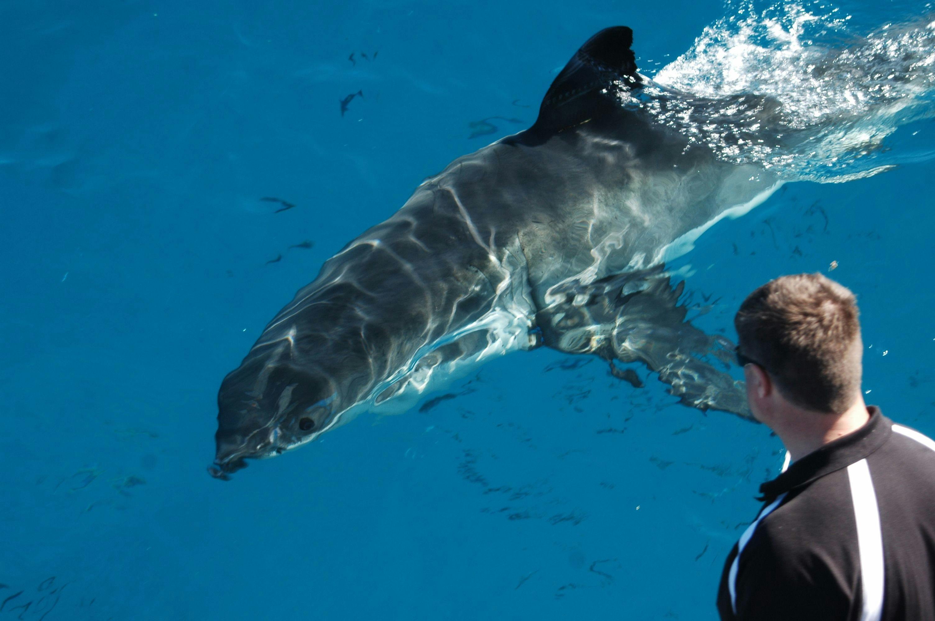 Andrew Fox Viewing Great White Shark