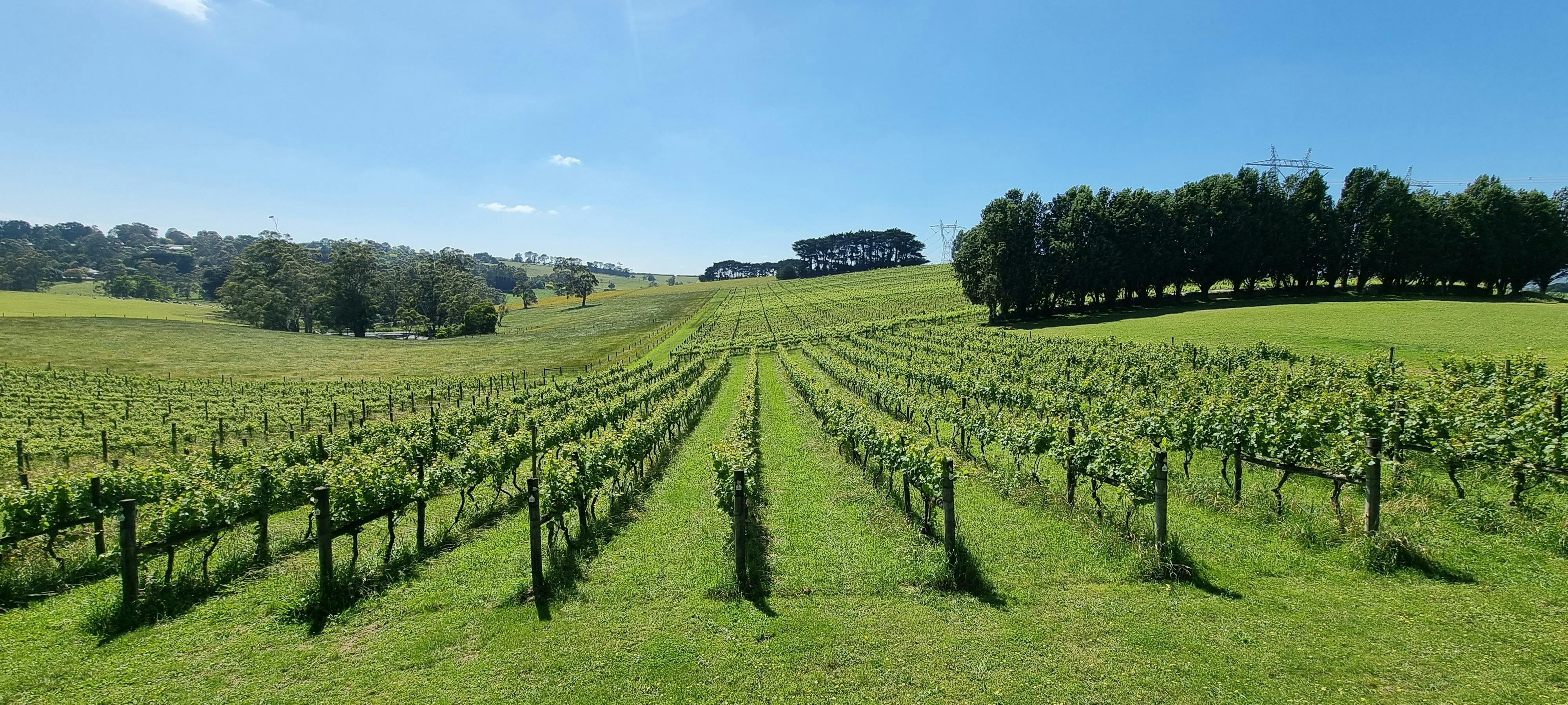 Gippsland Vineyard