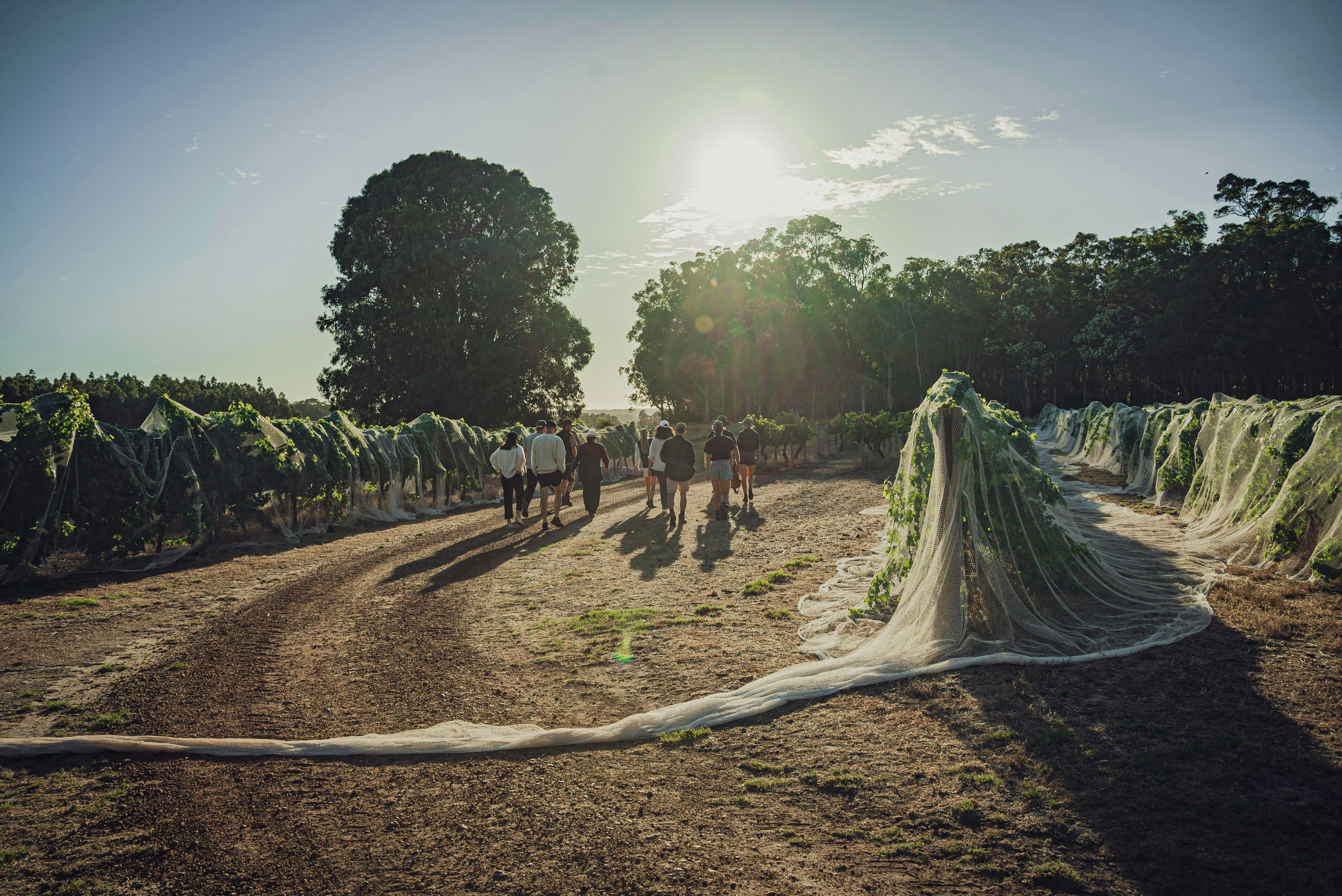 Morning walk through the vineyards
