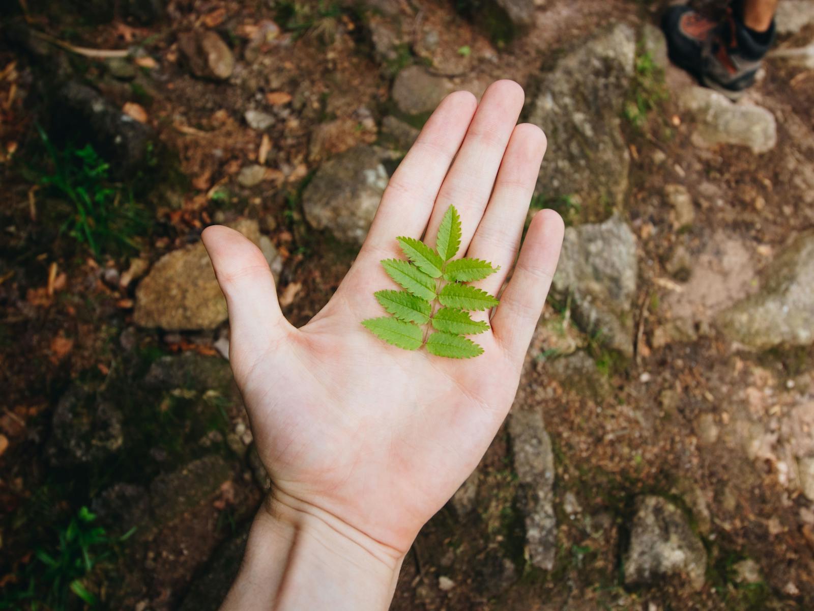 Holding a fallen section of plant