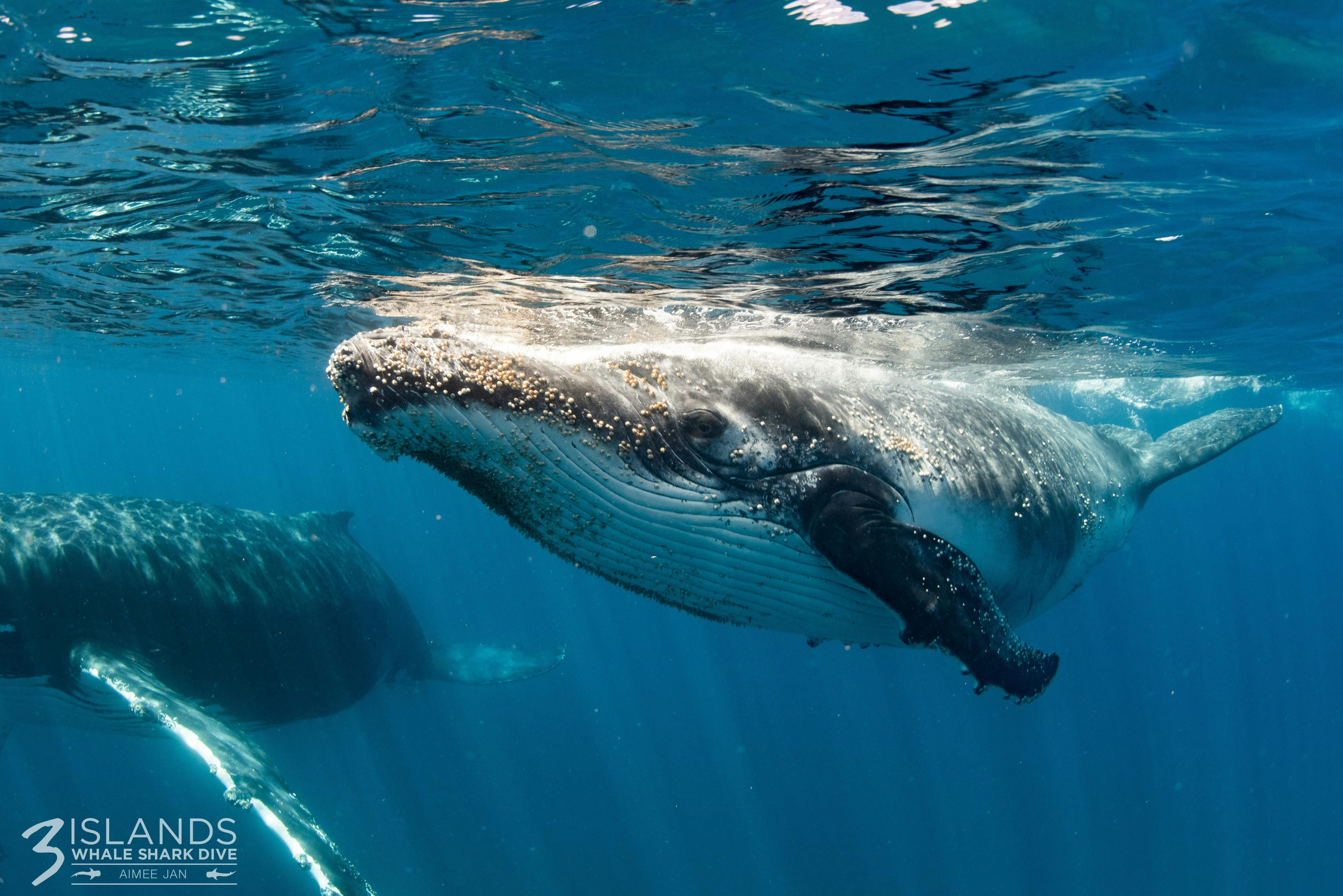 Humpback at Ningaloo