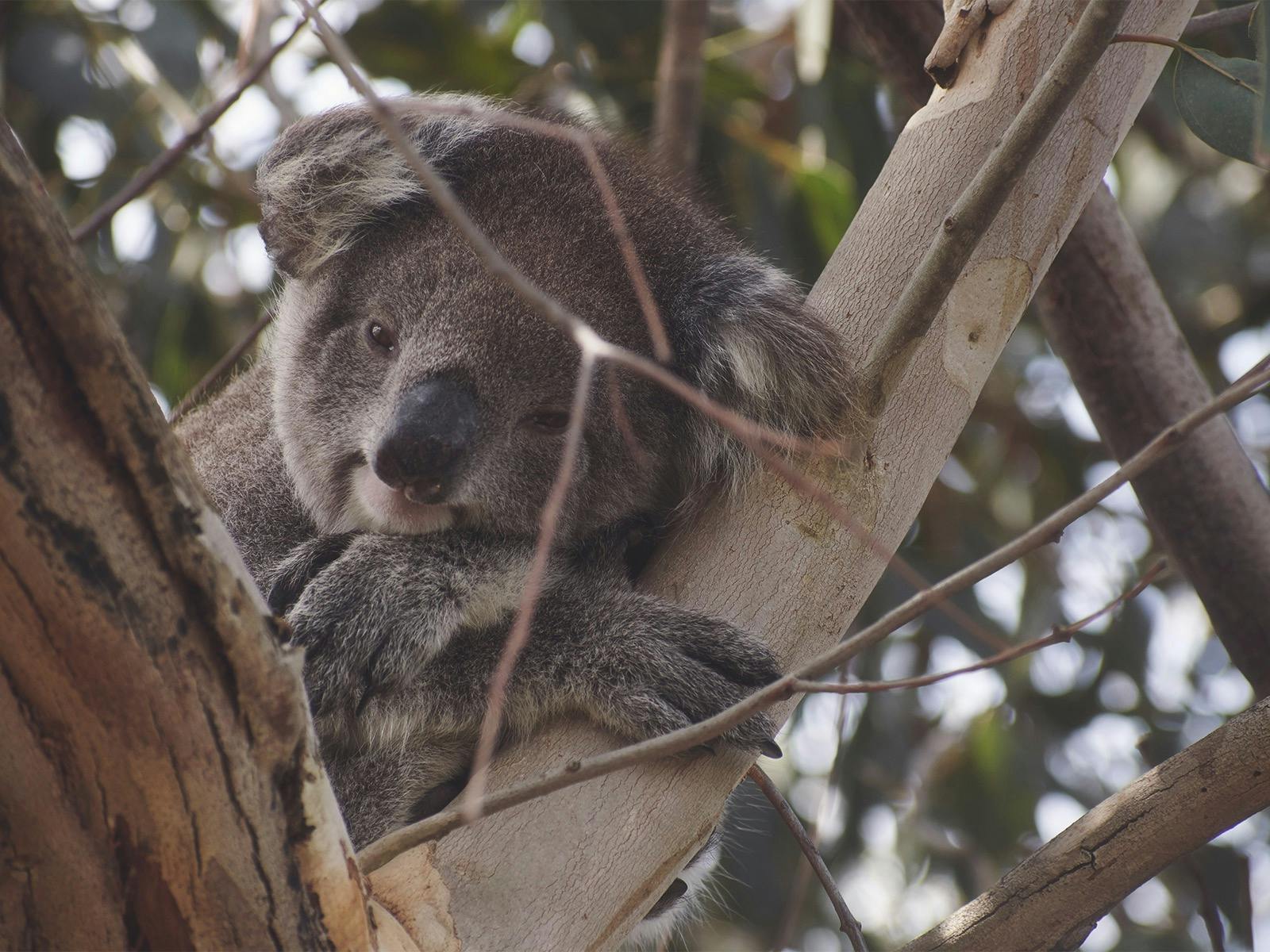 Koala
