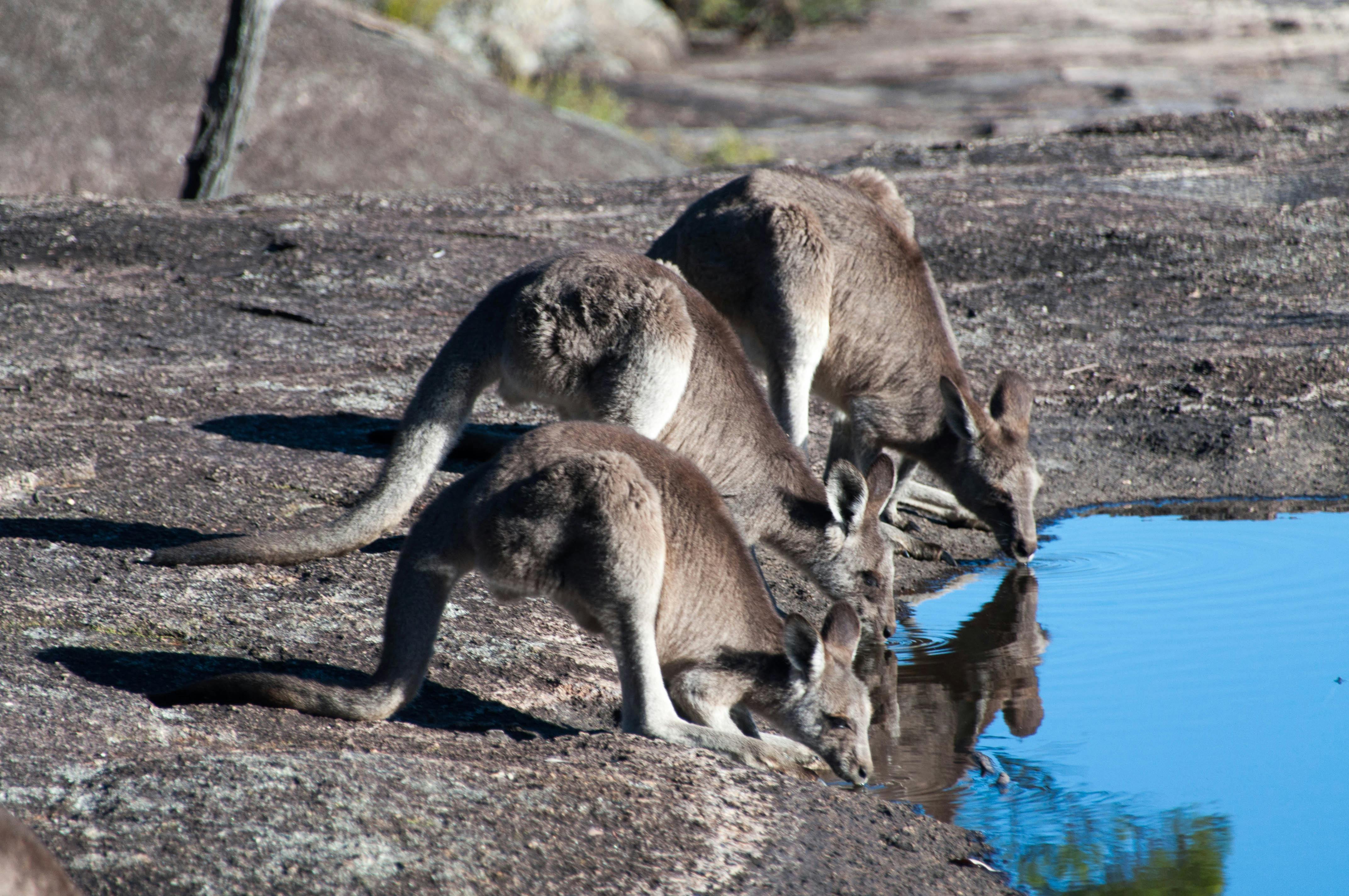 Four wallabies drinking from a rock pool