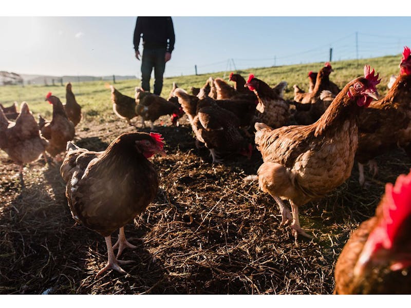 Buena Vista Farm NSW Holidays & Things to Do